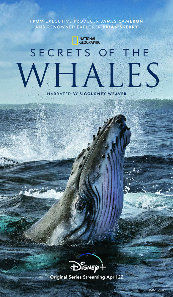 Тайны китов (2021) постер
